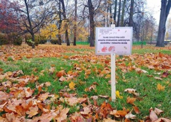 Tu nie sprzątamy liści, dajemy schronienie zwierzętom, użyźniamy i chronimy glebę!