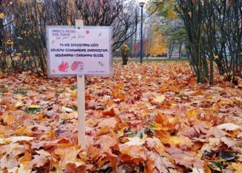 Tu nie sprzątamy liści, dajemy schronienie zwierzętom, użyźniamy i chronimy glebę!