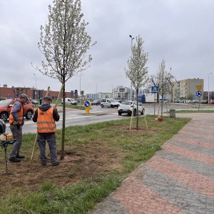 Nowe nasadzenia na terenie miasta