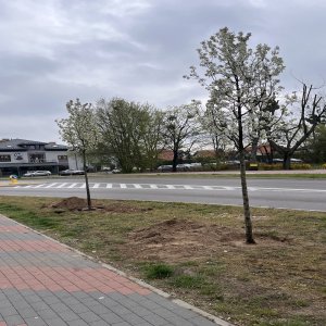 Nowe nasadzenia na terenie miasta