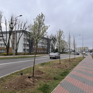 Nowe nasadzenia na terenie miasta