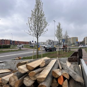 Nowe nasadzenia na terenie miasta