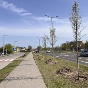 Nowe nasadzenia na terenie miasta